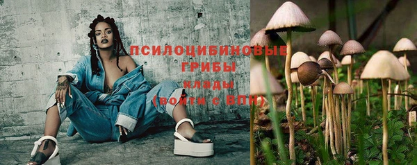 прущие грибы Аркадак